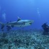 400 Pound Shark Caught On Long Island Amid Uptick In Shark Sightings At NY Beaches